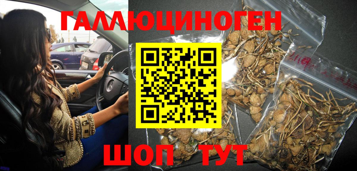 Псилоцибиновые грибы Psilocybe Кубинка